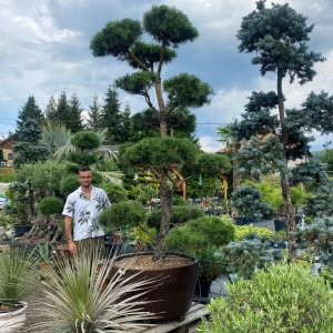 Borovica lesná (Pinus Sylvestris) - výška 300 cm, kont. C500L - BONSAJ (-30°C) VZÁCNY A JEDINEČNÝ EXEMPLÁR